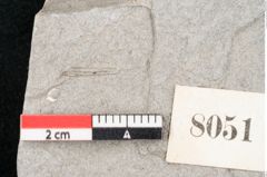 Foto (Detailansicht) von Cassia hyperborea Unger (NHMW-GEO-2024-0188-8051)